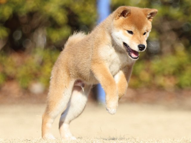 FP5A5998-puppy FP5A5998-puppy