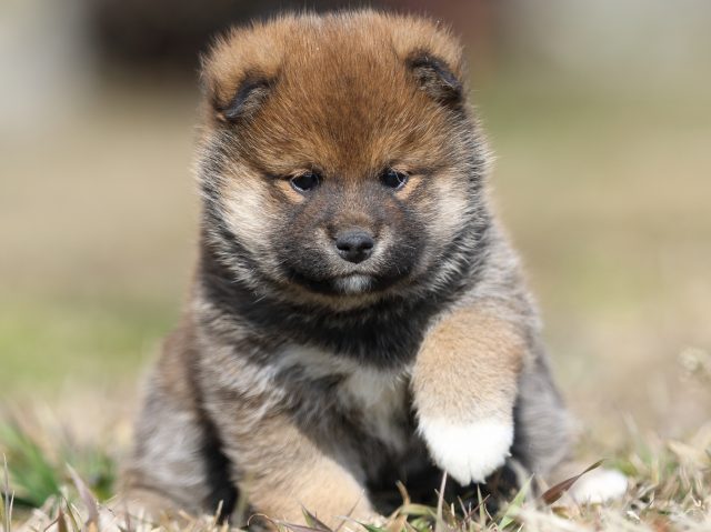FP5A6121-puppy FP5A6121-puppy