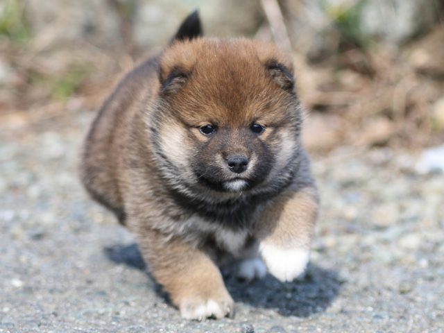 FP5A6146-puppy FP5A6146-puppy