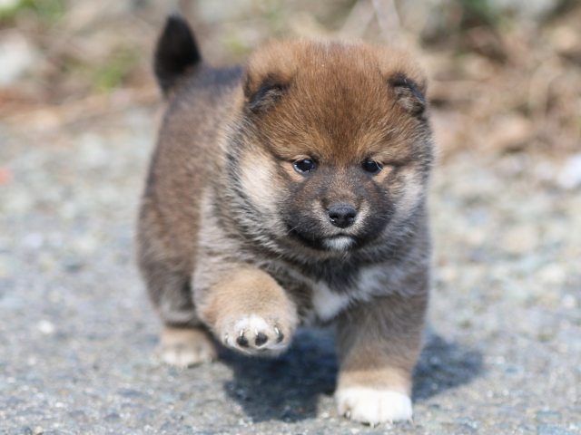 FP5A6148-puppy FP5A6148-puppy