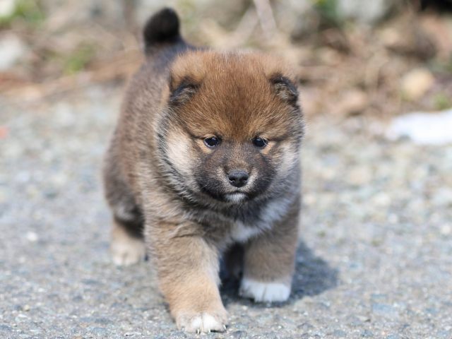 FP5A6149-puppy FP5A6149-puppy