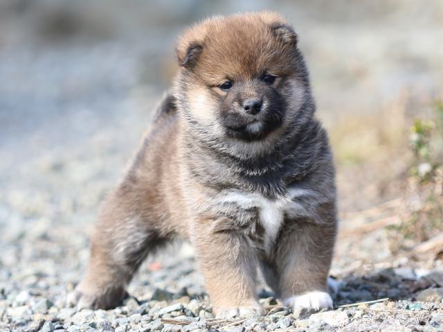 FP5A6176-puppy FP5A6176-puppy