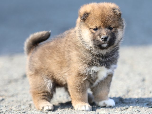 FP5A6232-puppy FP5A6232-puppy