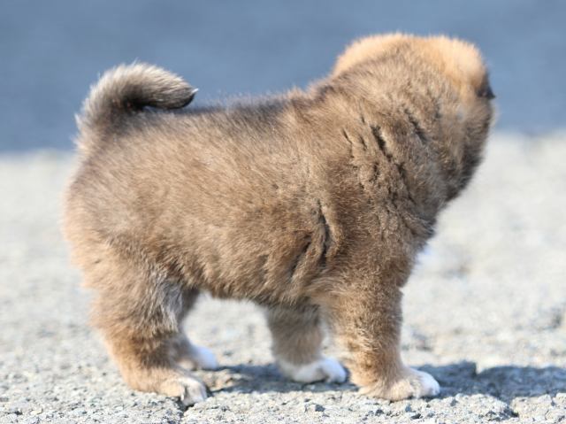 FP5A6261-puppy FP5A6261-puppy