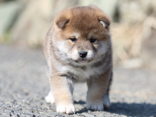 FP5A6326-puppy FP5A6326-puppy