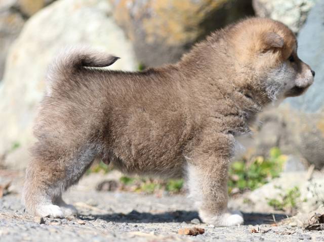 FP5A6349-puppy FP5A6349-puppy