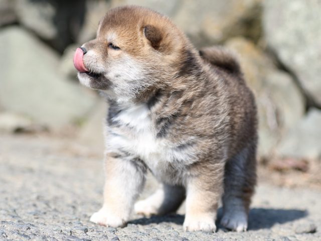FP5A6416-puppy FP5A6416-puppy