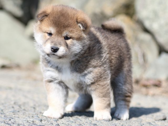 FP5A6422-puppy FP5A6422-puppy