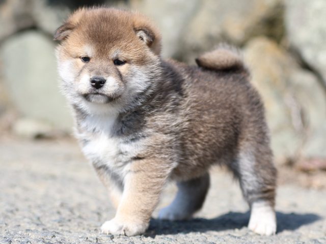 FP5A6433-puppy FP5A6433-puppy