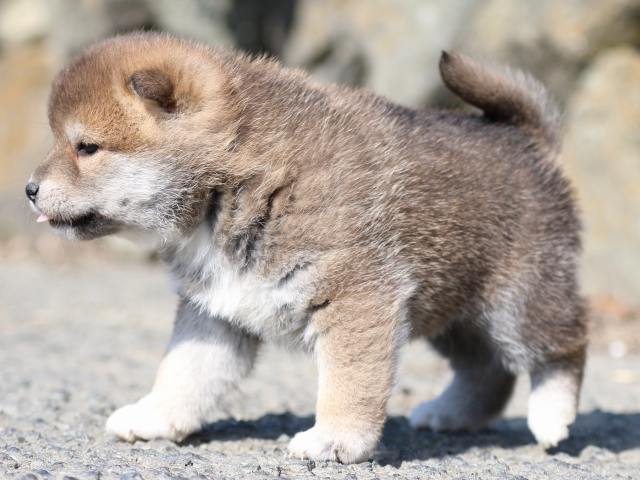 FP5A6435-puppy FP5A6435-puppy