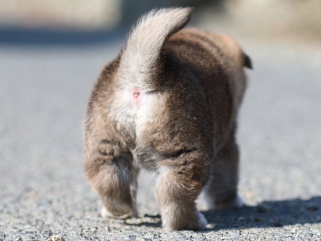 FP5A6445-puppy FP5A6445-puppy