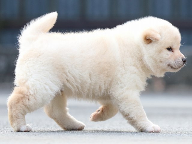 FP5A6934-puppy FP5A6934-puppy
