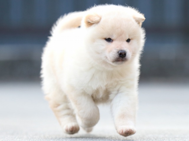 FP5A6992-puppy FP5A6992-puppy