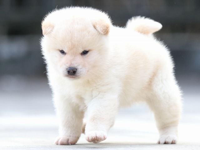 FP5A7021-puppy FP5A7021-puppy