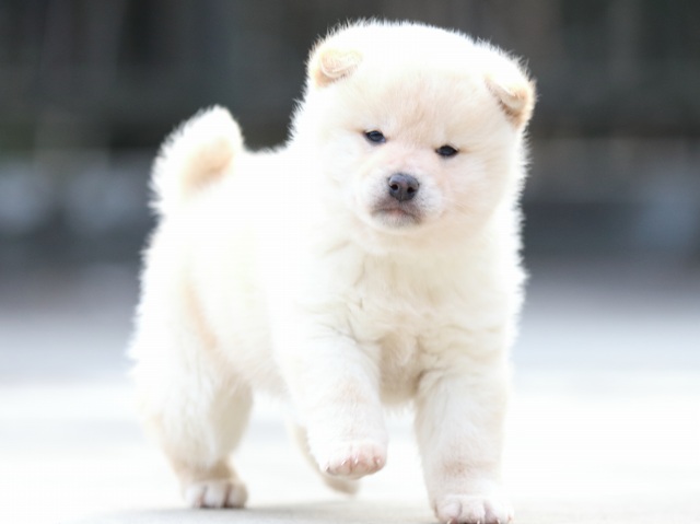 FP5A7044-puppy FP5A7044-puppy