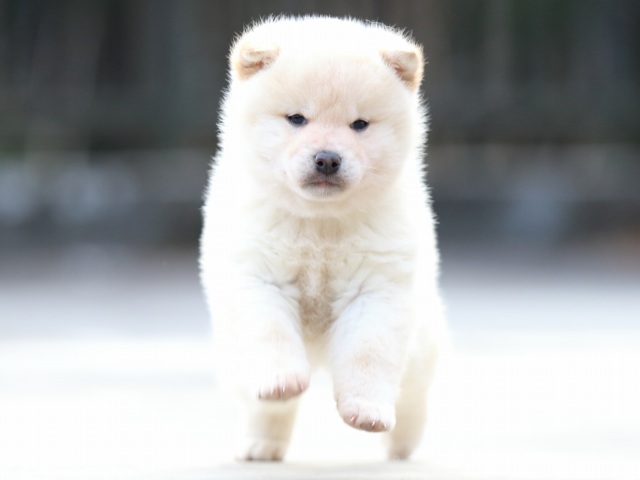 FP5A7047-puppy FP5A7047-puppy