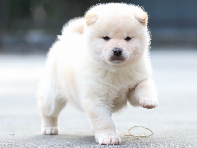 FP5A7060-puppy FP5A7060-puppy