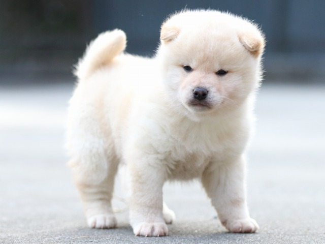 FP5A7063-puppy FP5A7063-puppy