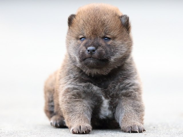 FP5A7244-puppy FP5A7244-puppy