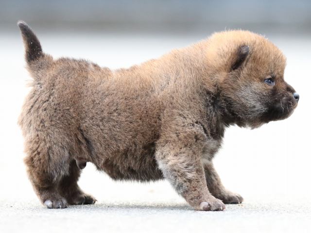 FP5A7260-puppy FP5A7260-puppy