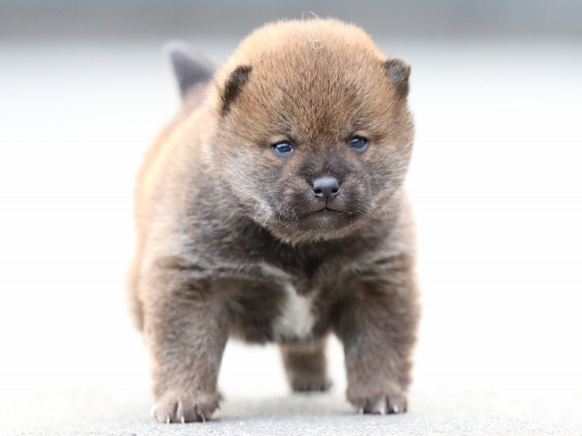 FP5A7267-puppy FP5A7267-puppy