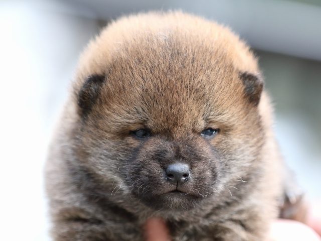 FP5A7316-puppy FP5A7316-puppy
