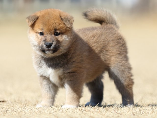 FP5A7416-puppy FP5A7416-puppy