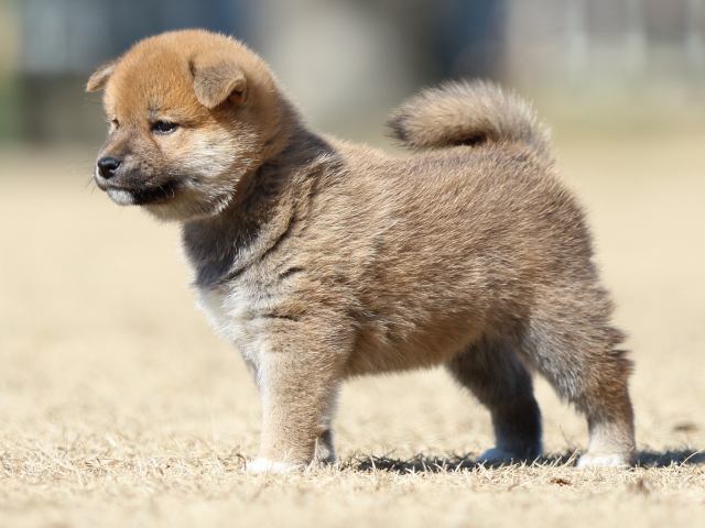 FP5A7429-puppy FP5A7429-puppy