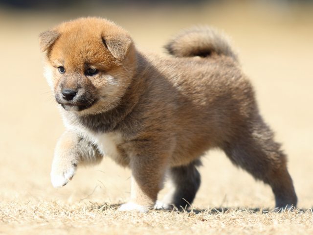 FP5A7455-puppy FP5A7455-puppy