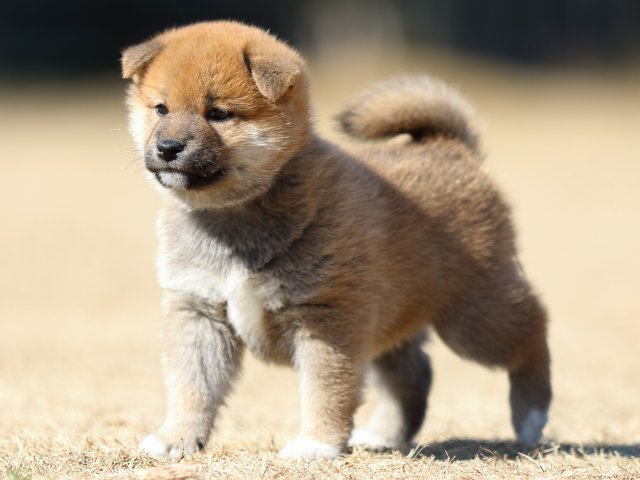 FP5A7460-puppy FP5A7460-puppy