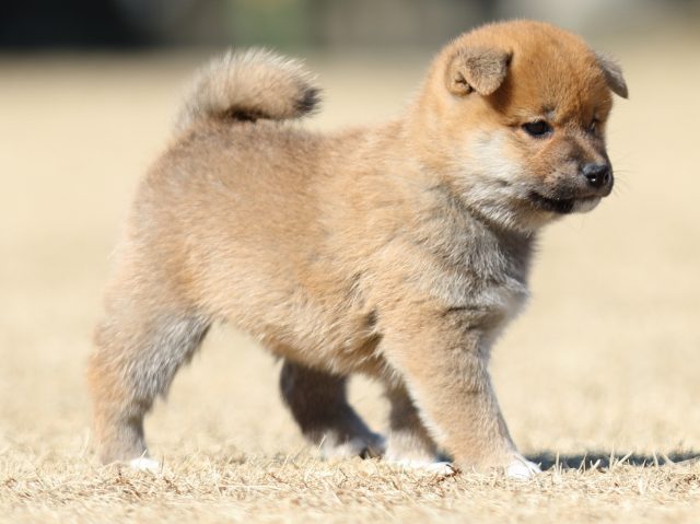 FP5A7473-puppy FP5A7473-puppy