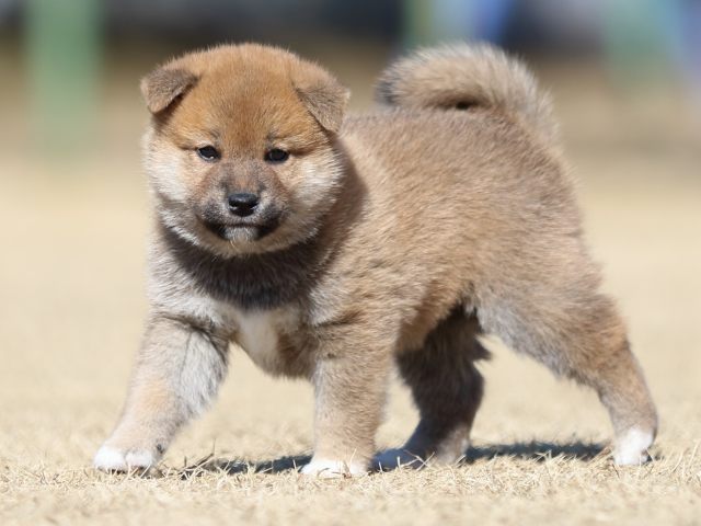 FP5A7483-puppy FP5A7483-puppy