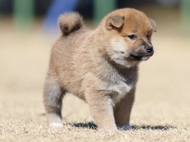 FP5A7497-puppy FP5A7497-puppy
