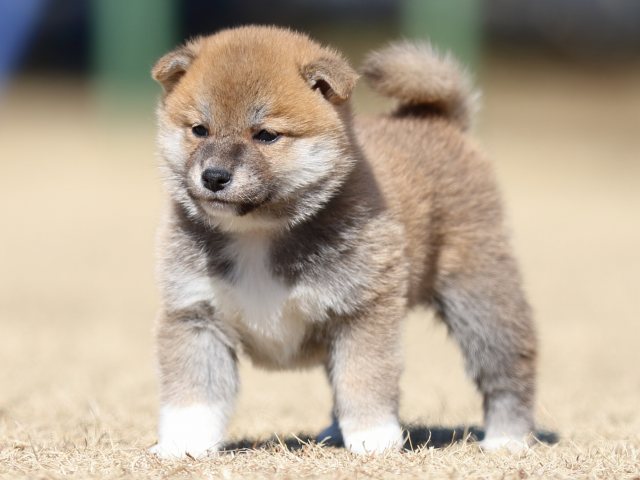 FP5A7528-puppy FP5A7528-puppy