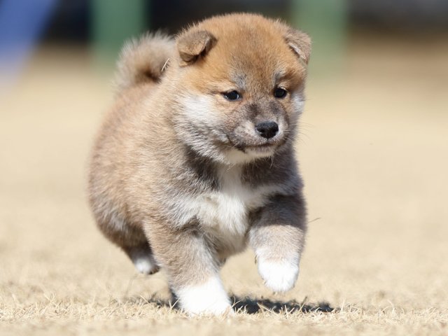FP5A7553-puppy FP5A7553-puppy