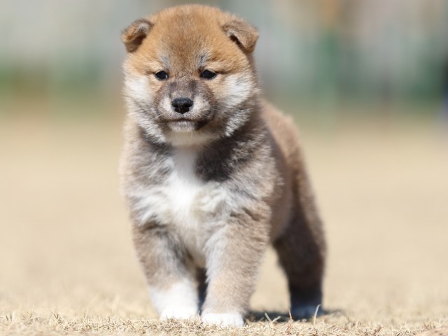 FP5A7567-puppy FP5A7567-puppy