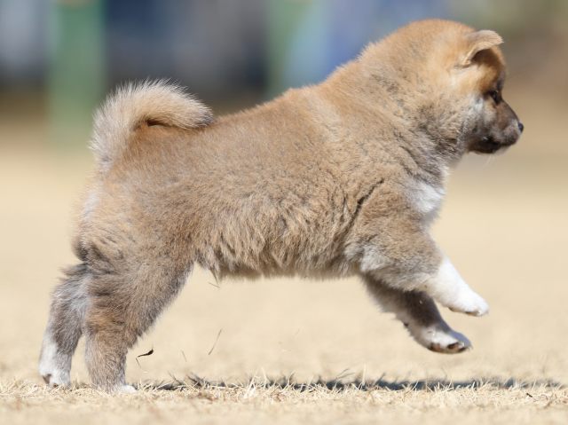 FP5A7596-puppy FP5A7596-puppy
