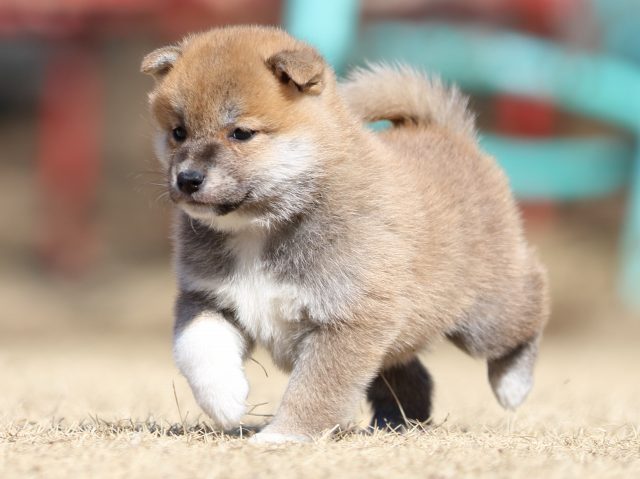 FP5A7617-puppy FP5A7617-puppy