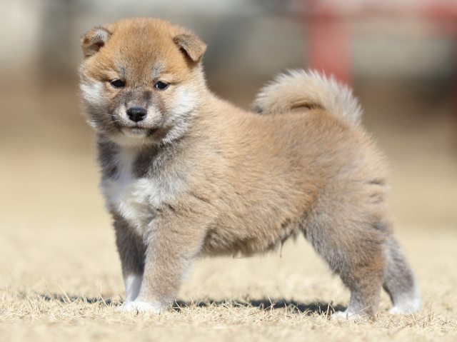 FP5A7635-puppy FP5A7635-puppy