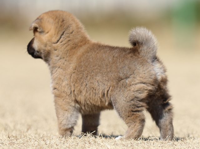FP5A7680-puppy FP5A7680-puppy