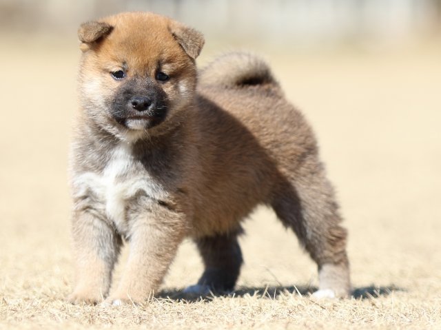 FP5A7720-puppy FP5A7720-puppy