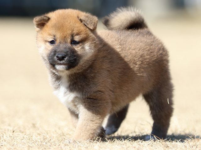 FP5A7731-puppy FP5A7731-puppy
