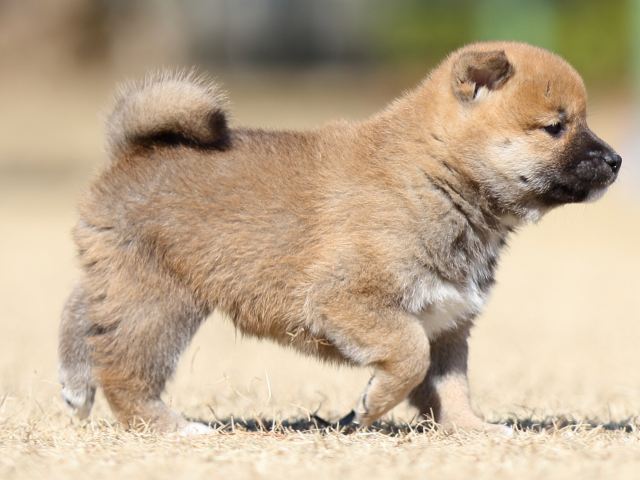 FP5A7745-puppy FP5A7745-puppy
