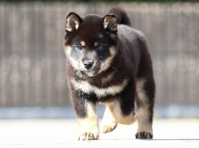 FP5A7782-puppy FP5A7782-puppy