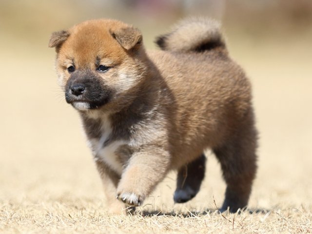 FP5A7790-puppy FP5A7790-puppy