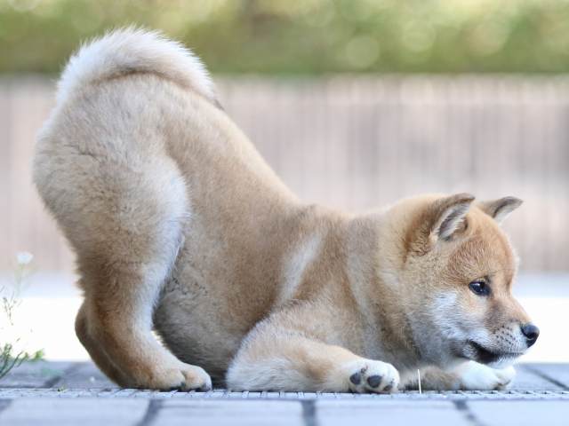 FP5A7797-puppy FP5A7797-puppy