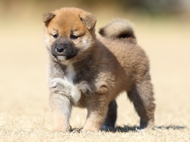 FP5A7800-puppy FP5A7800-puppy