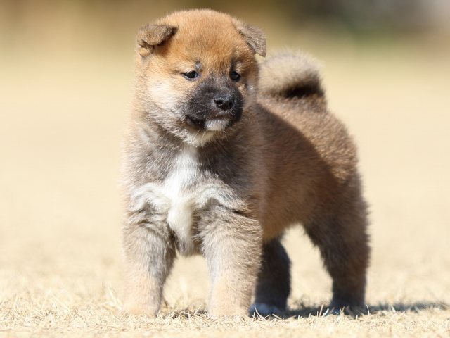 FP5A7806-puppy FP5A7806-puppy