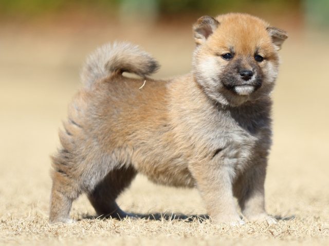 FP5A7866-puppy FP5A7866-puppy