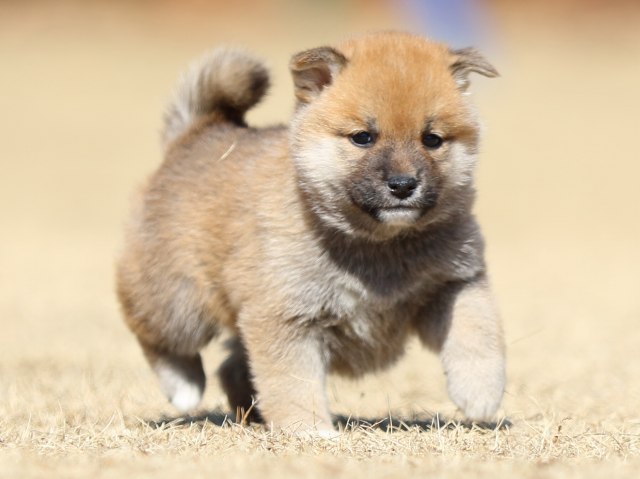 FP5A7868-puppy FP5A7868-puppy